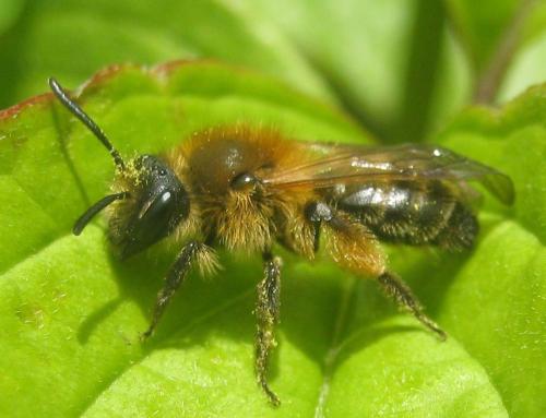 Andrena sp.
